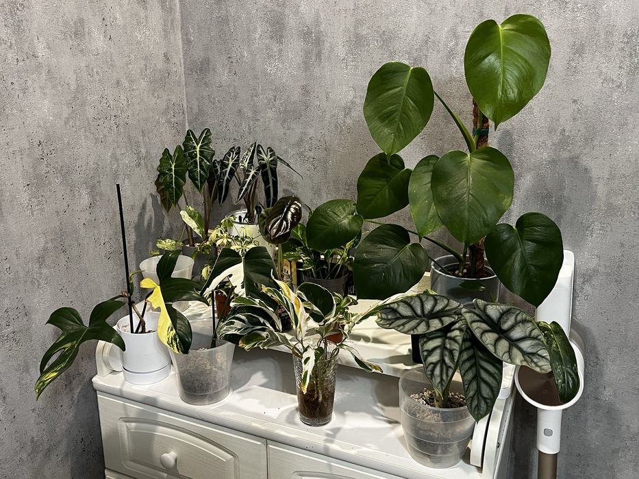 распродажа растений. Монстеры, филодендроны, алоказий, эпипремнумы