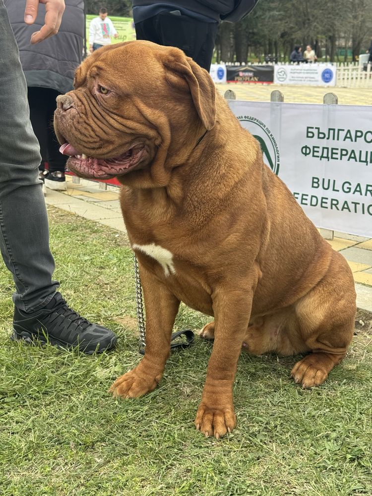 Дог от Бордо / Dogue de bordeaux