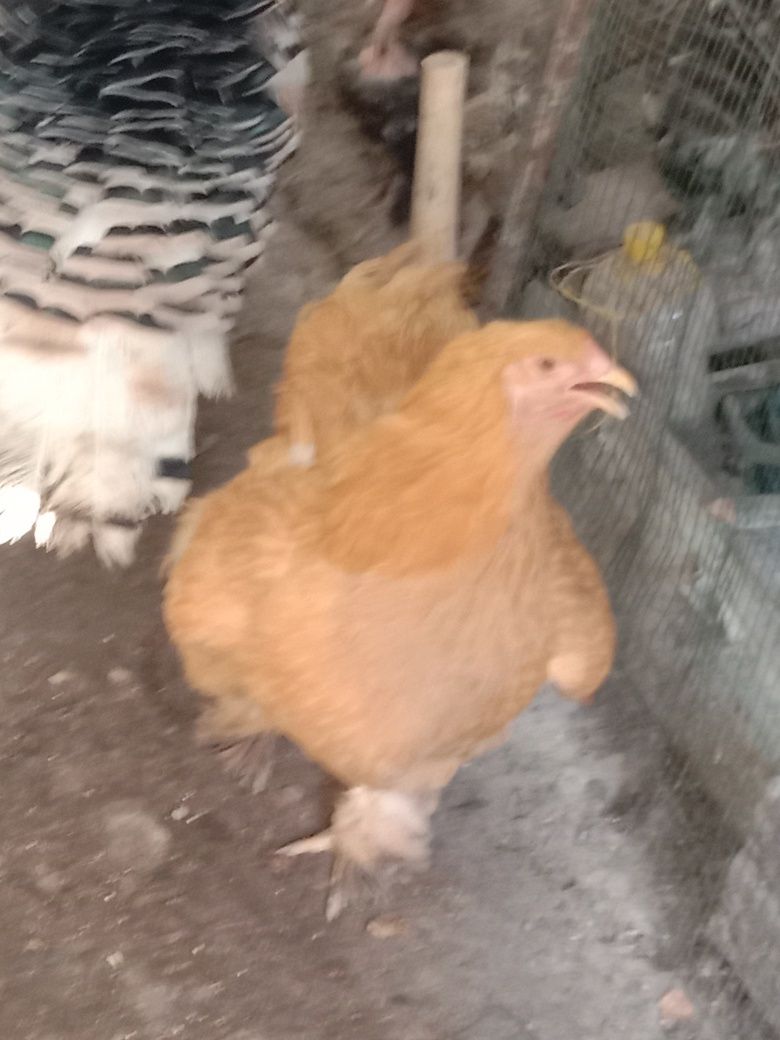 Продам свежие яйца породы брама для разведения цыплят!