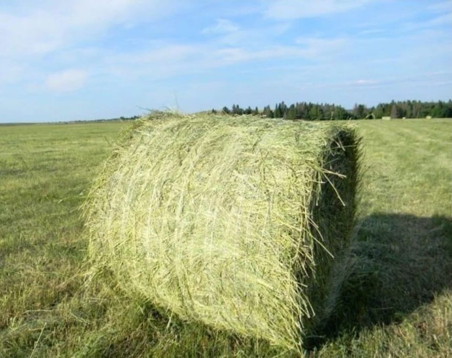 Продам сено рулонное