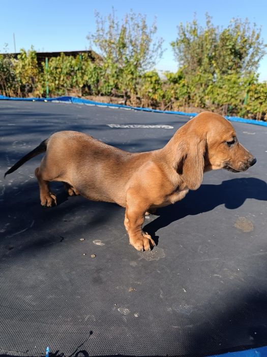 Catel teckel dachshund