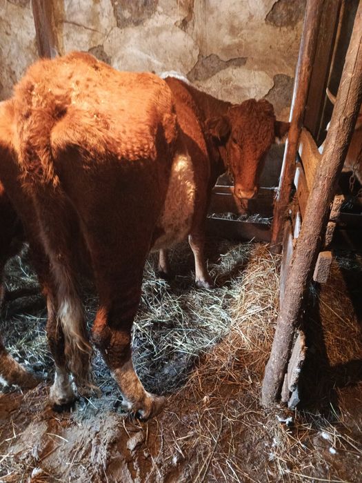 Продам корову стельную