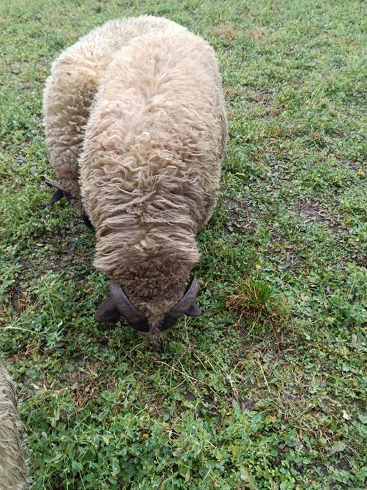 De vânzare berbecuți
