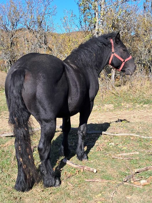 Vind minz negru de 3 ani
