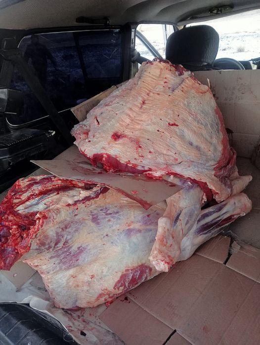 Соғым сатылады тайынша(говядина)