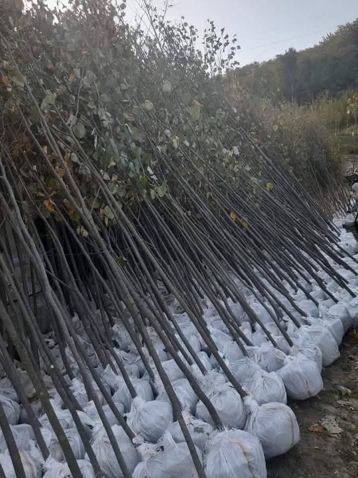 Diferite speci de plante cel mai bun preț livrare în toată țara