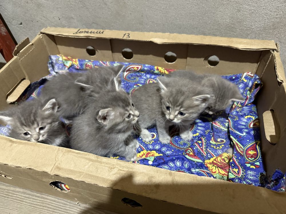 Котята , бесплатно