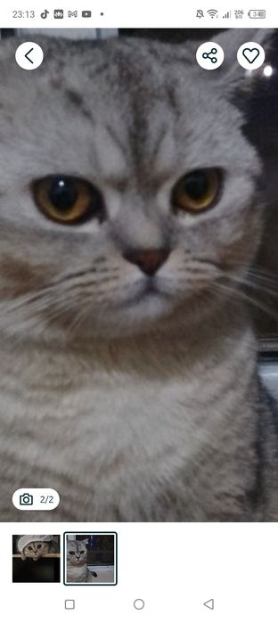 Вязка кот пародистый
