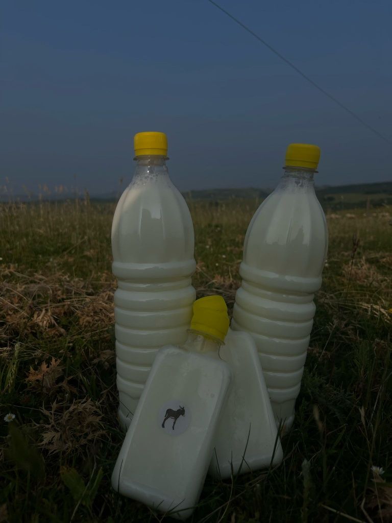 Lapte de magarita de Bihor