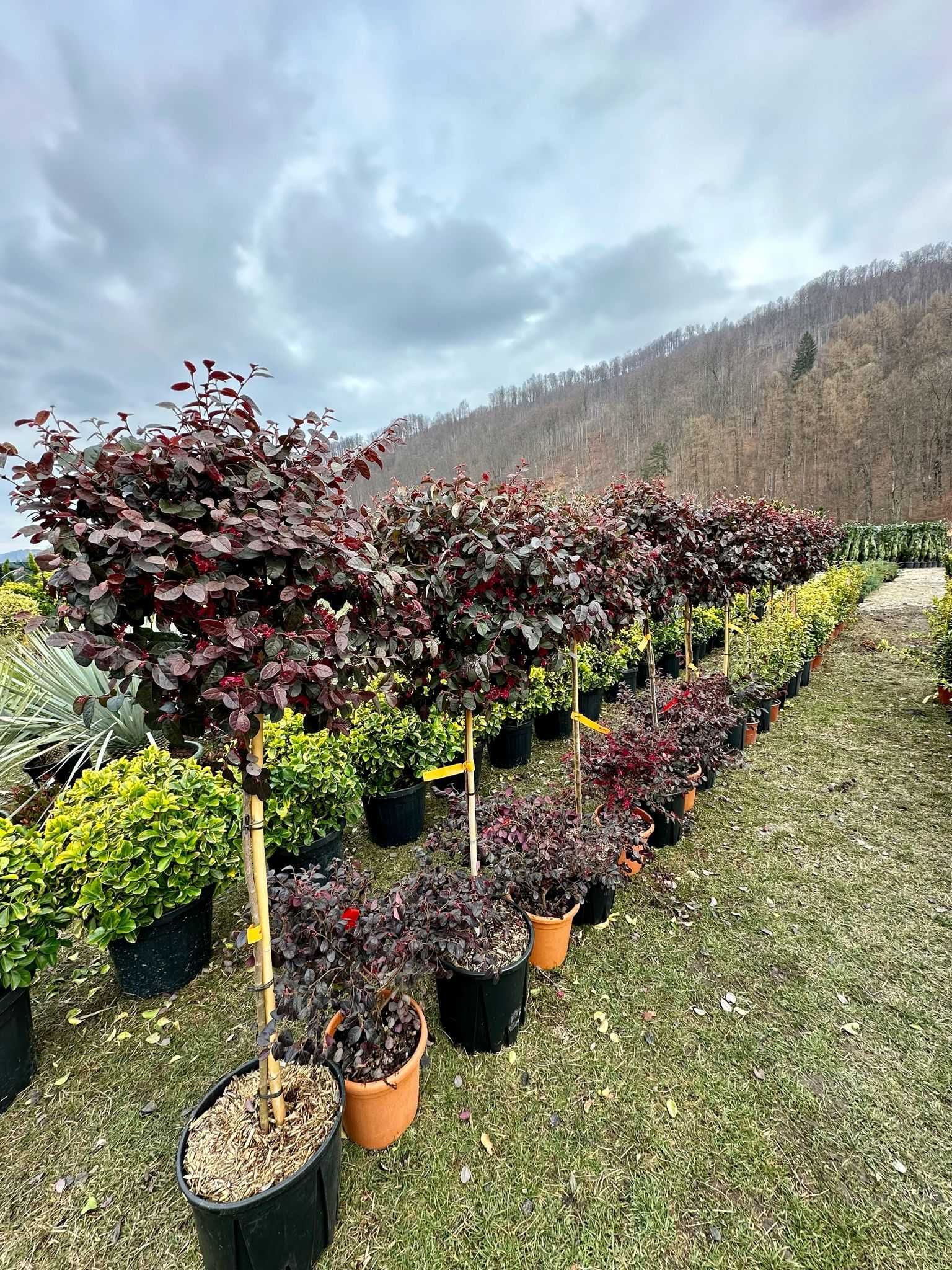 Plante ornamentale de top pentru orice spațiu verde!