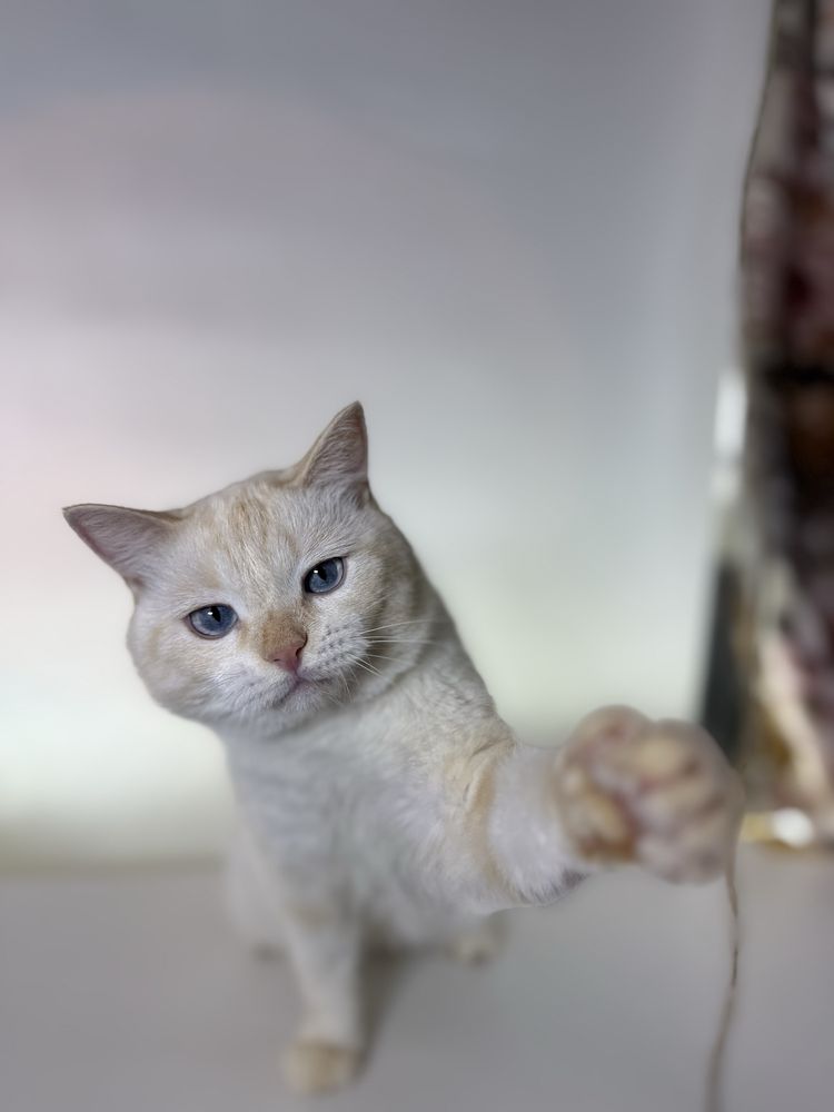 Котик Нежик ищет семью