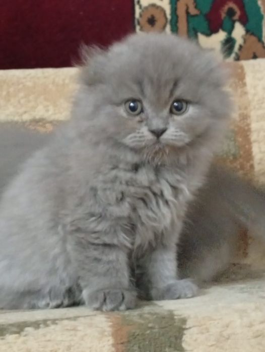 вислоухые котяти