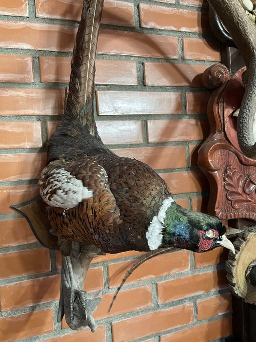 Продам чучело фазана