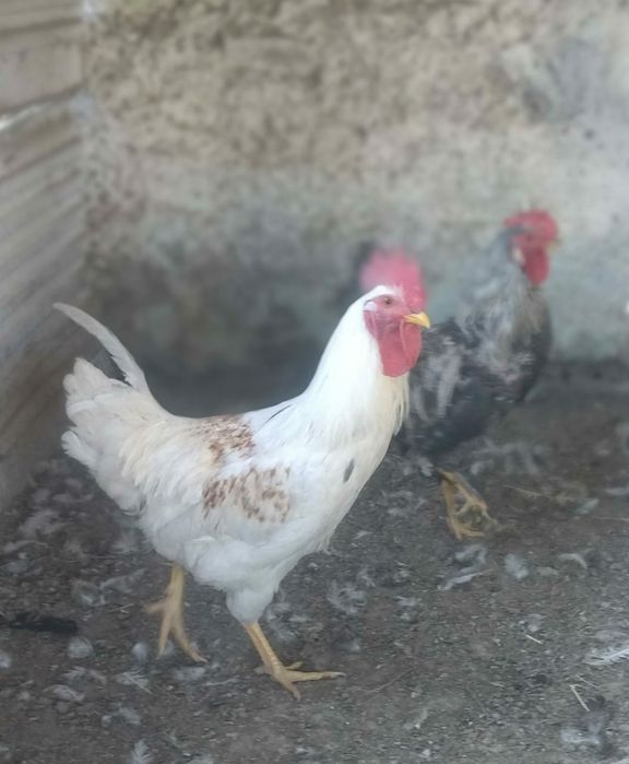 Продаются петухи