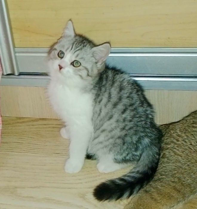 Роскошные котята