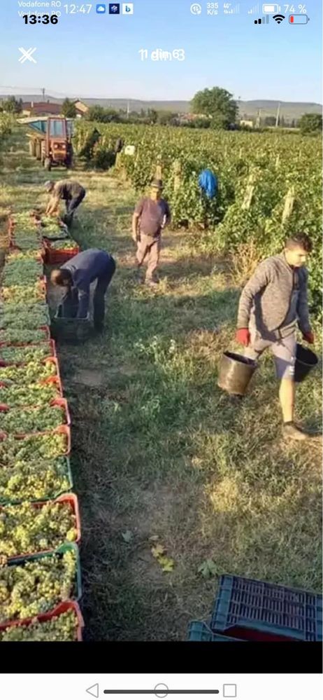 Vand struguri pentru vin productie 2025