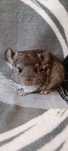 Puiuti chinchilla