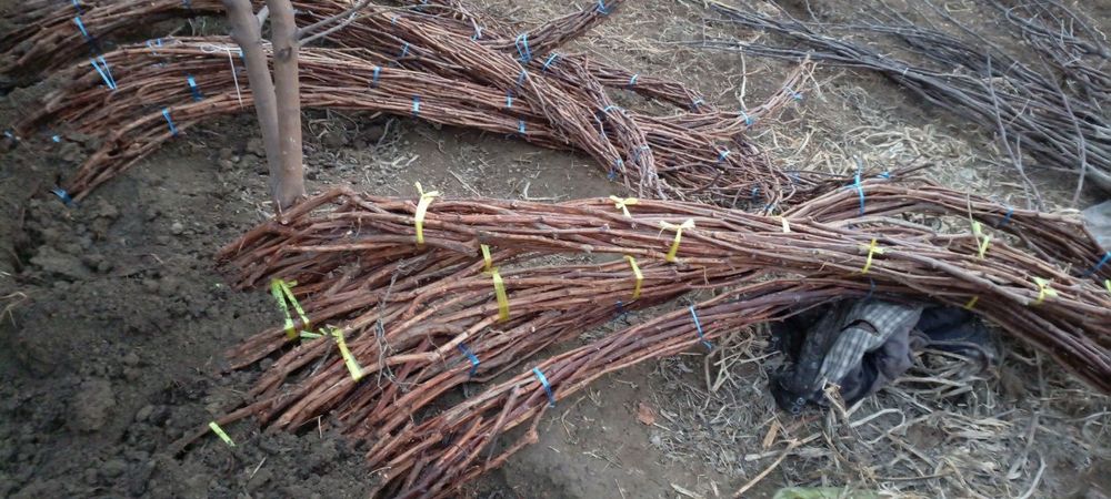 Uzum koʻchatlari sotiladi