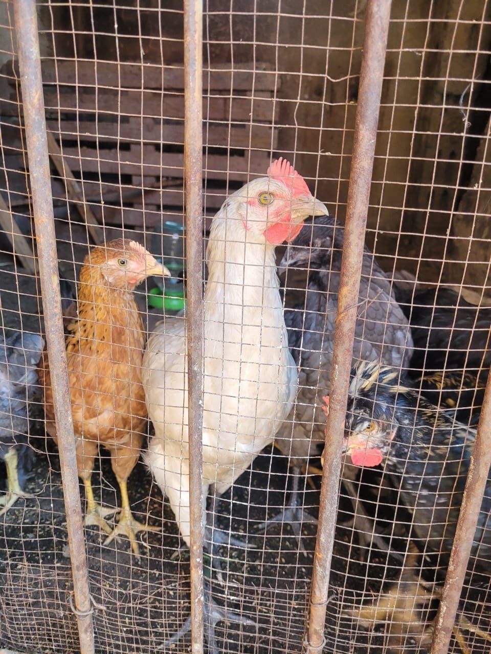 Продам куриц домашних