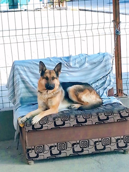 Diqqat eksklyuzif super elon.  Tozasini suraganlar uchun maxsus taklif