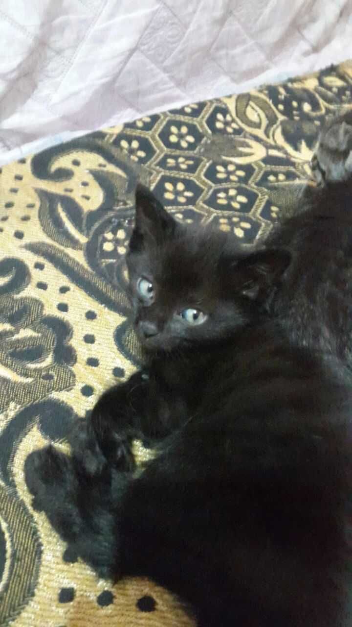 Отдам даром котят в хорошие руки