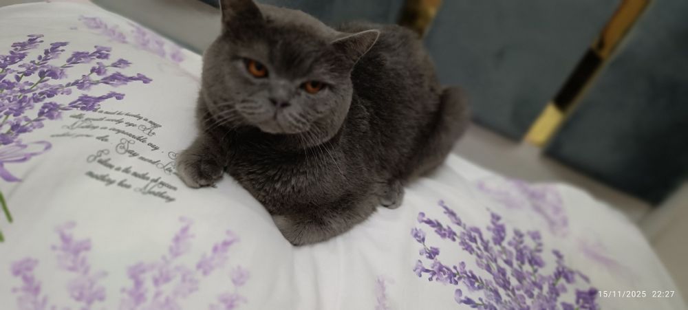 Britanskiy strayt 1.8 oylik oʻgʻil bolA