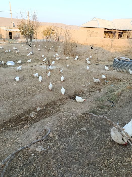 Lamon sendi tovuqlar sotiladi tuxumga kirgan