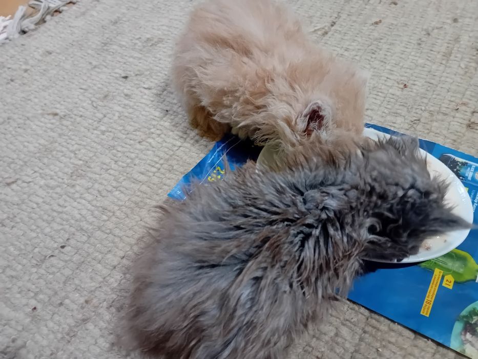 Персийски котки женски и мъжки