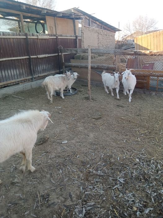 Теке сатылады 1 жылдық