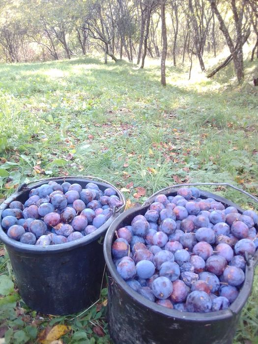 Vând prune pentru țuică