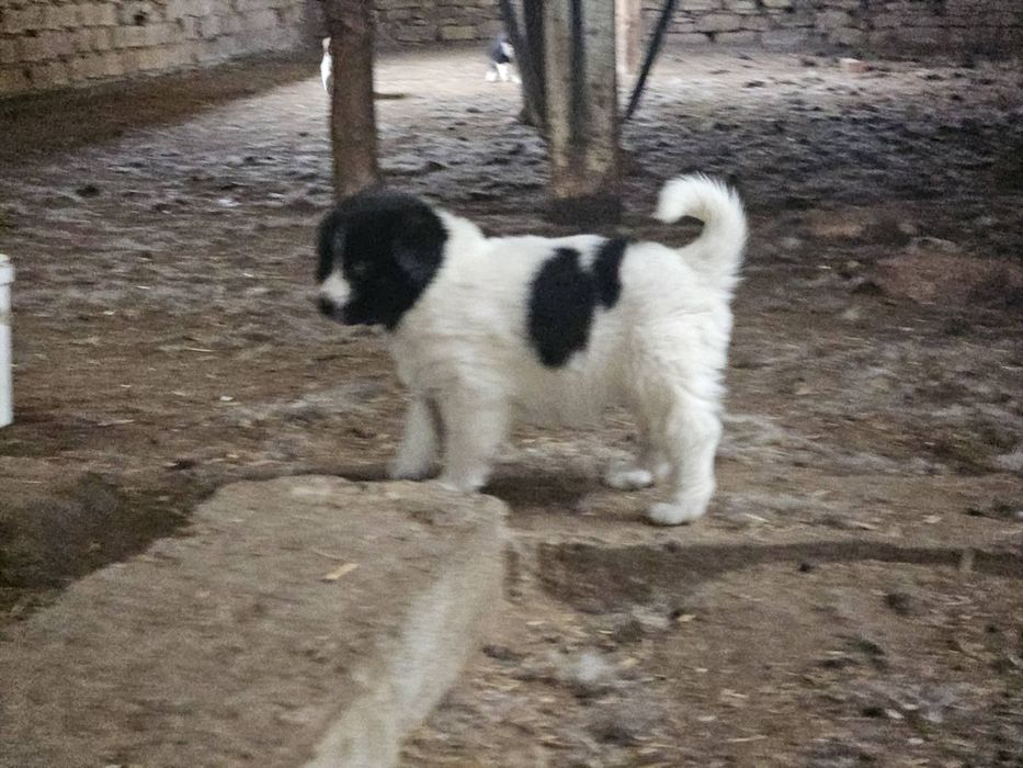 Българско овчарско куче (БОК)