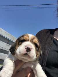 Beagle tricolor