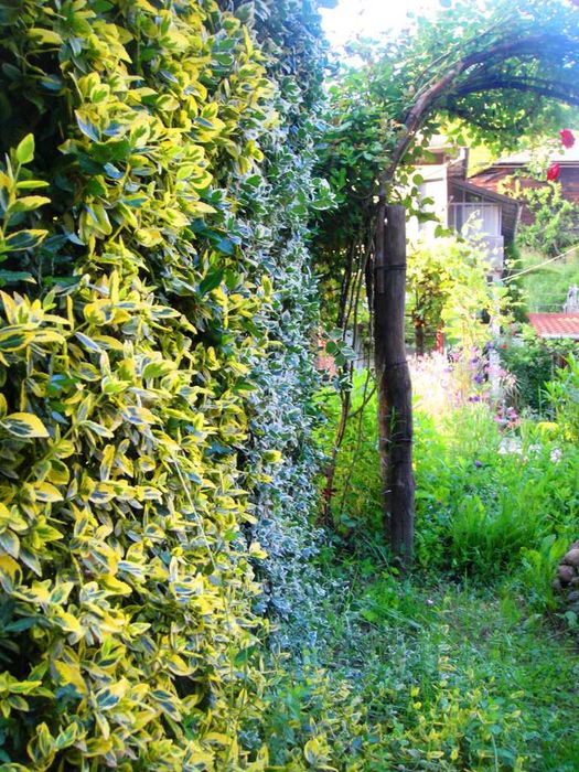 Радиканс - 3 вида вечнозелен жив плет (ПРОМО: 1,10 лв.–0,80 лв.)