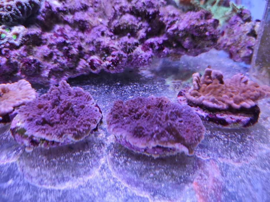 Живой морской коралл