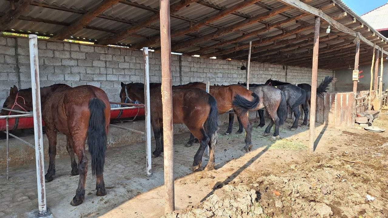 Уй жой бостирма молхона сотилади