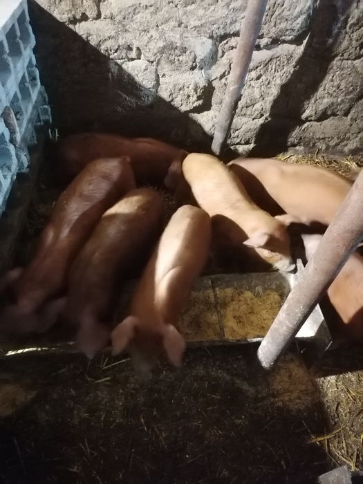 Малки Прасенца Дюрок