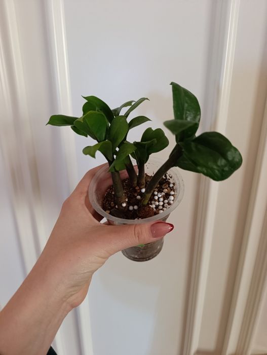 Замиокулькас Зензи