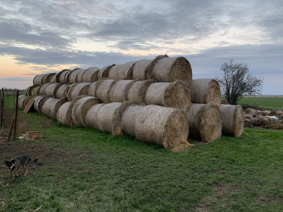 Baloti de paie rrotunzi