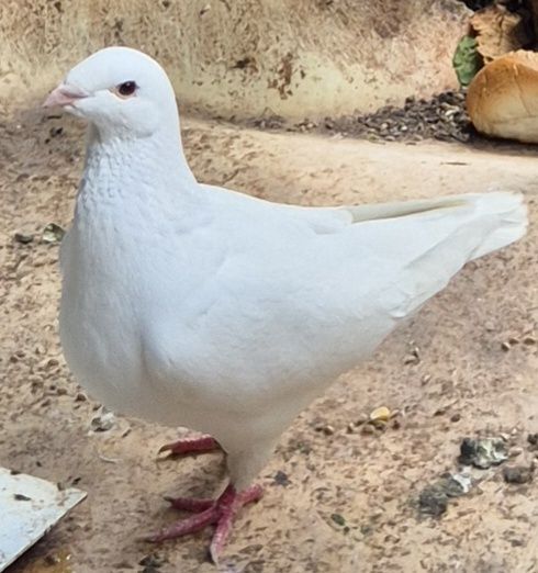 Porumbei americani