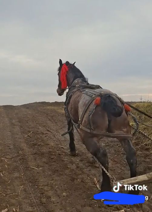 Vând iapa  sau la schimb