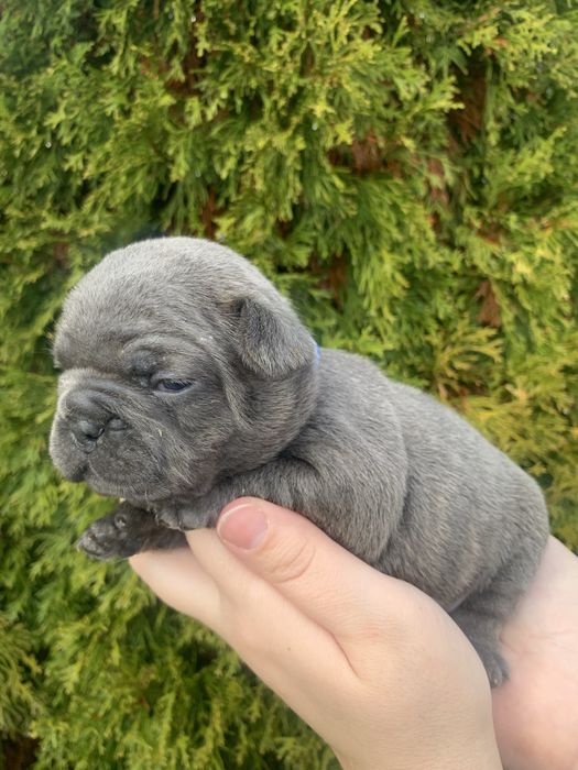 Френски Булдог French Bulldog Blue и Blue Merlle