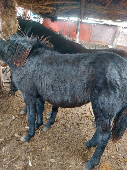 1,5 жасар еркек тайлар сатылады