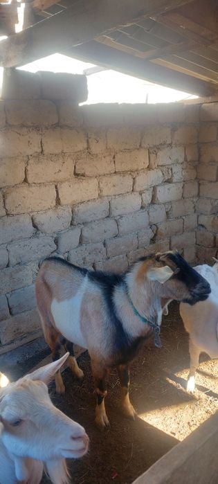 Жамбыл облысы Жамбыл ауданы с асада  обмен бар кой кошкарга