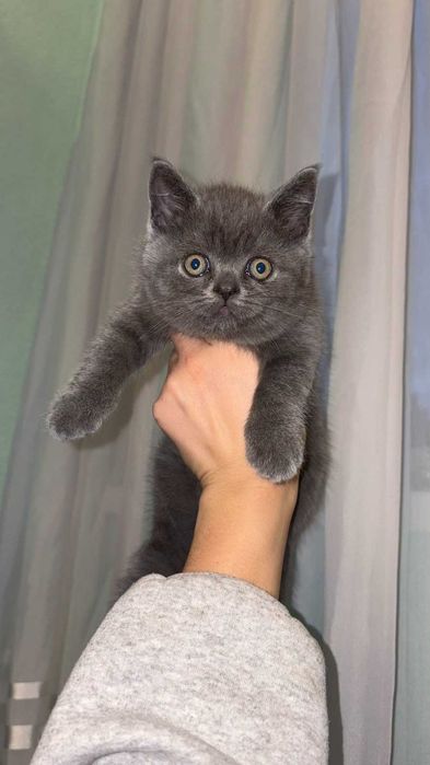 Британски късокосмести котки