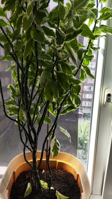 Фикус Бенджамина