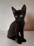 Adoptie pui de pisica