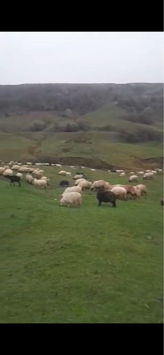 Vand 100 de oi 800 de lei bucata telefon (0770) 127 220