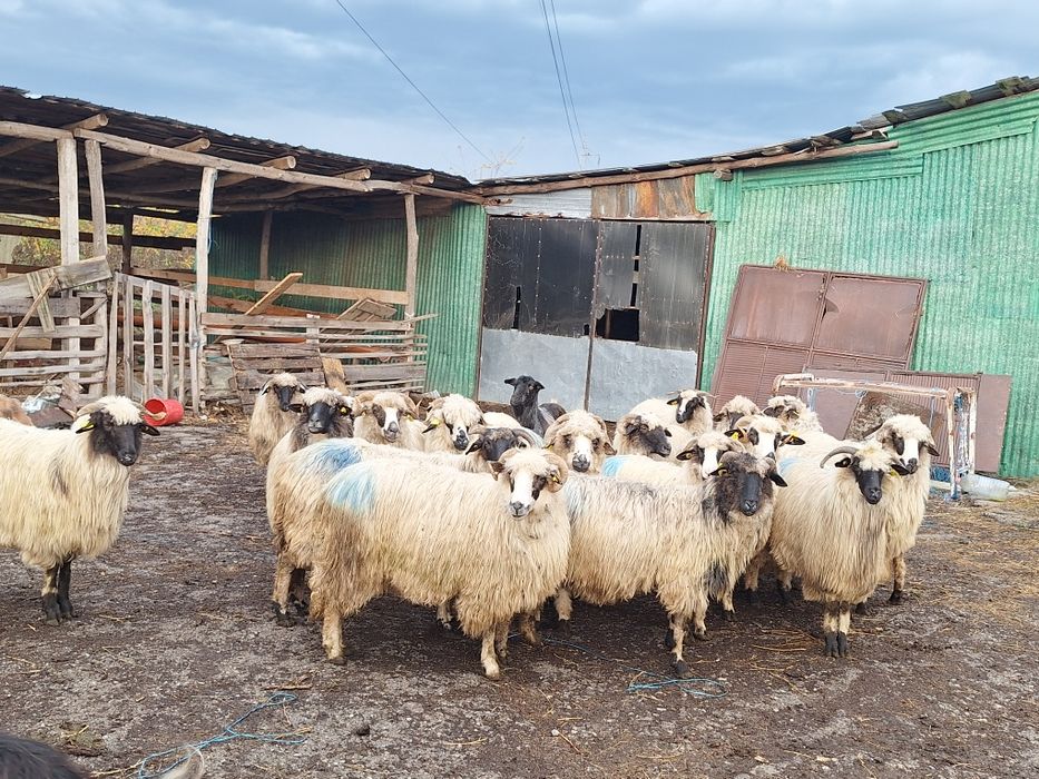 Vand 20 de oi tinere