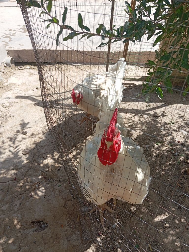 Buruller xoʻroz tovuq damashni