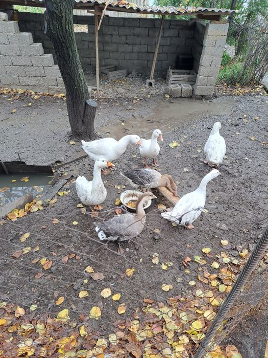 Продаём гусей этого года